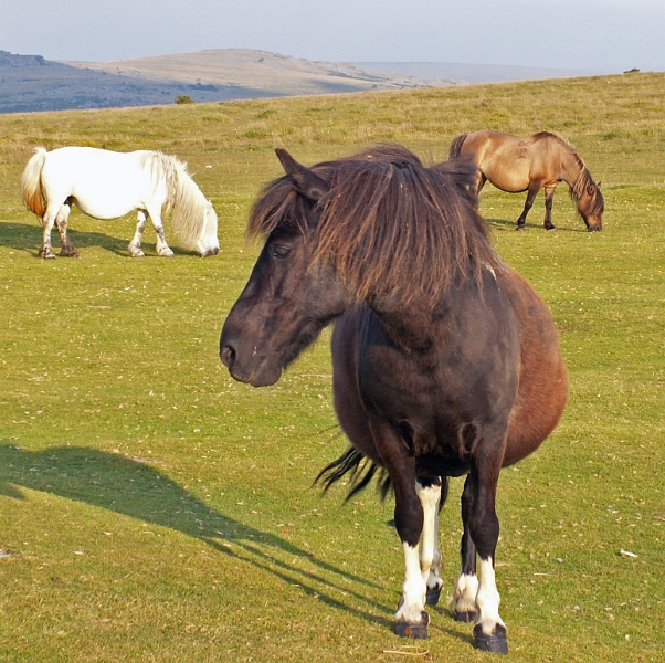 03 Dartmoor Pony.JPG - KONICA MINOLTA DIGITAL CAMERA